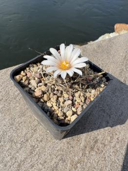 Preview: Turbinicarpus macrochele